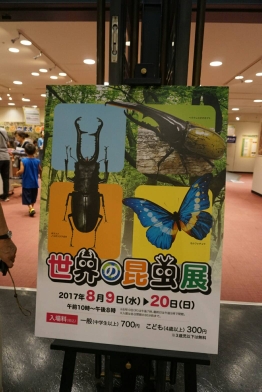 あべのハルカスで開催中！！世界のカブトムシ大集合、自由研究のネタ探しに世界の昆虫展へ！！